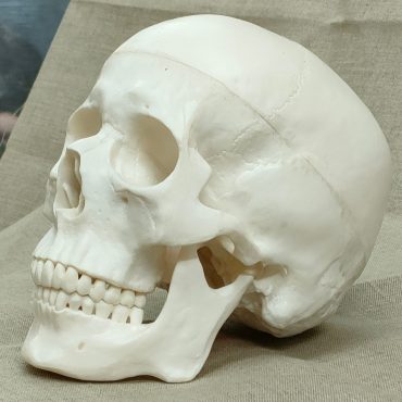 Module Anatomie van het Portret